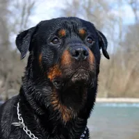 Câine - Foto: Freepik