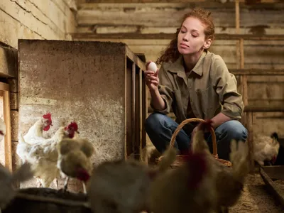 Cum să vă protejați găinile de frig iarna? Aveți grijă la umiditatea din adăpostul lor. Mai produc ouă? - Foto: Freepik (Imagine cu rol ilustrativ)