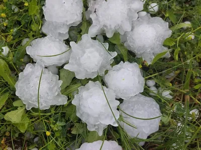 Grindină de dimensiunea unui ou de găină în nordul țării. Culturi și mașini distruse de furtună - Foto: TeleM Iași