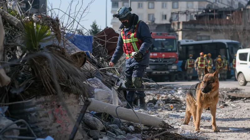 Cum sunt antrenați câinii să salveze oameni de sub dărâmături. - Foto: Profimedia