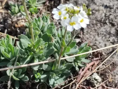 Schivereckia podolica - Profimedia