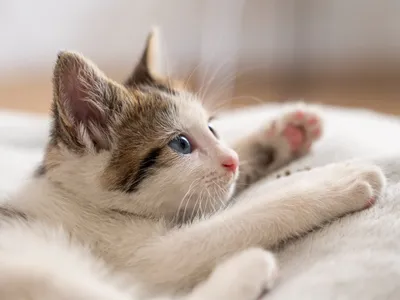 Pisica Foto: Freepik (imagine cu rol ilustrativ)