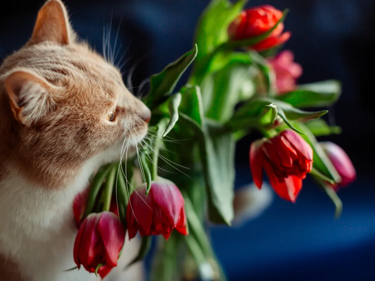 Pisici - Foto: Freepik