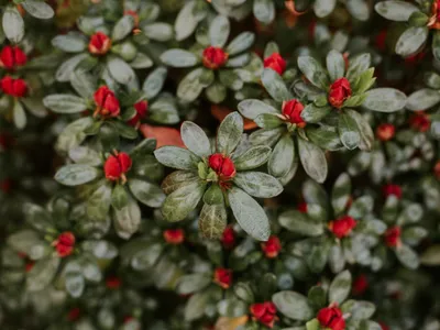 Floare Foto: Freepik (imagine cu rol ilustrativ)