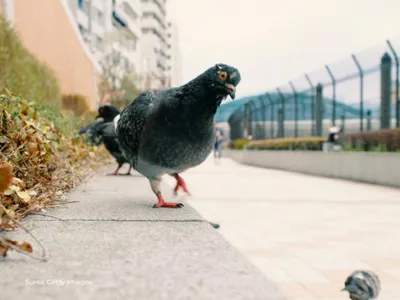 Orașul din România unde ești amendat dacă hrănești porumbeii. De ce nu ai voie?