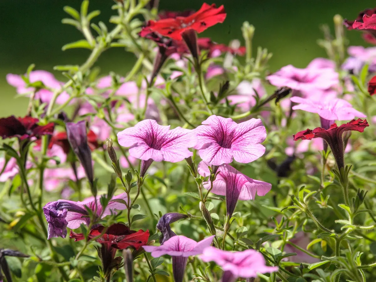 Reînvie florile uscate în 2 zile: Turnați puțin din amestecul de 2 ingrediente în sol și plantele vor renaște
