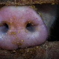 De ce nu poate fi eradicată în puţin timp epidemia cronică de pestă porcină din România - Foto: Hippopx