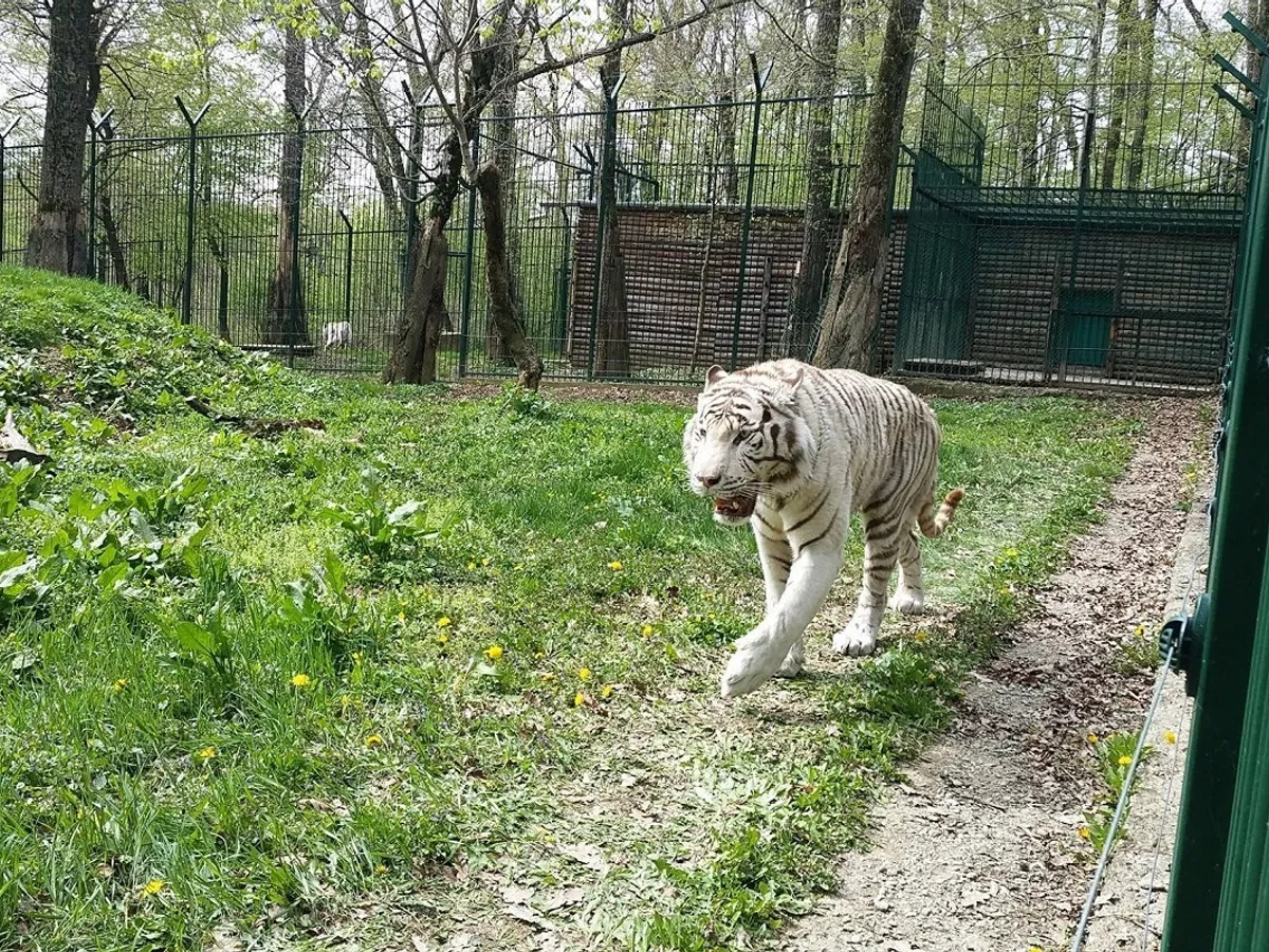 Tigru albinos Zoo Sibiu