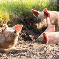 Ce a pățit o familie după ce a consumat carne de la porcul crescut în gospodărie. Au ajuns la spital - Foto: Profimedia / imagine rol ilustrativ