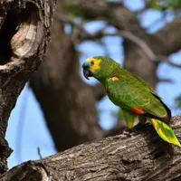 Papagal verde - Foto: Magnific (cu rol ilustrativ)