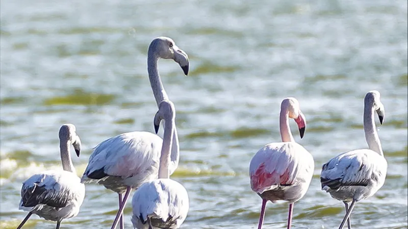 Păsări Flamingo - Foto: Auris Luca