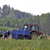 Angajat indian, mort în Italia după ce și-a retezat brațul la muncă. Angajatorul l-a abandonat  - Foto: Rotalianul