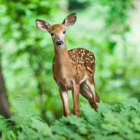 Varianta Omicron detectată la o căprioară din NY ar putea genera noi variante ale Covid-19/FOTO: Pixabay