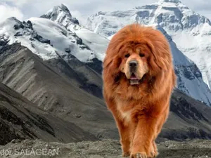 Mastiff tibetan - Foto: Tudor Sălăgean