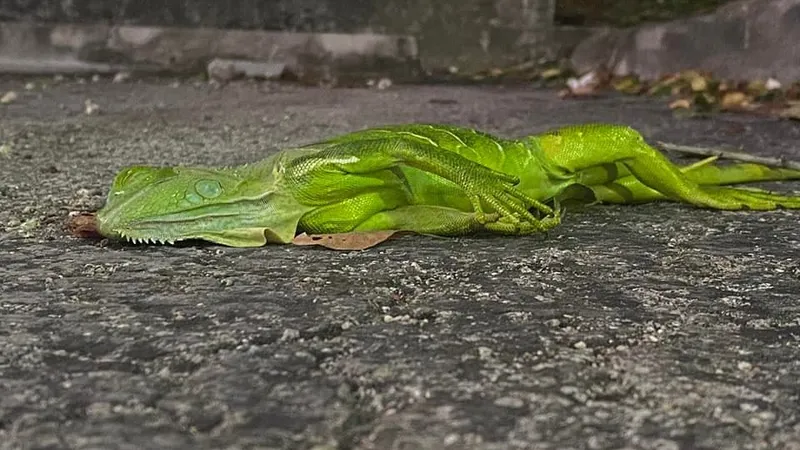 Zeci de iguane au căzut din copaci, din cauza frigului. FOTO: Facebook