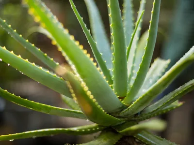 Aloe vera - Foto: Profimedia images