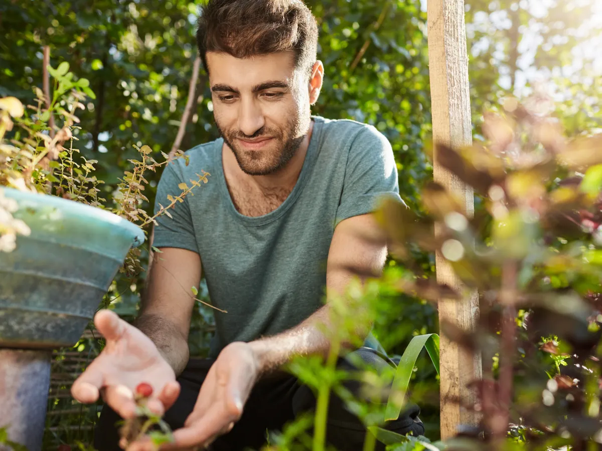 Îngrășământul natural pe care să îl adaugi în jurul mărului până la sfârșitul lunii septembrie. E gratuit