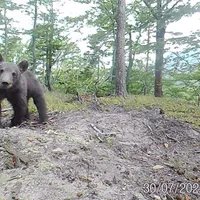 Trei urși au descoperit camerele de filmat din Parcul Național Cozia. / Foto: captură video