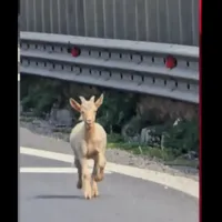 Doar în România se poate întâmpla! Pericol de moarte, o turmă de capre a blocat autostrada - Foto: captură video