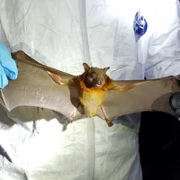 Un coronavirus înrudit cu SARS-CoV-2, descoperit la o specie de lilieci în Marea Britanie/Foto: npr