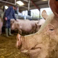 Va fi interzisă creșterea porcilor în gospodăriile din România? Ce spune ministrul Agriculturii - Foto: Euronews / imagine cu caracter ilustrativ