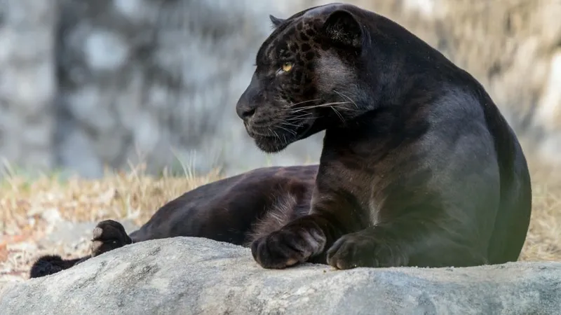 O panteră neagră a scăpat dintr-o grădină zoologică din Bulgaria şi hălăduie prin România - Foto: Pexels/Denishan Joseph