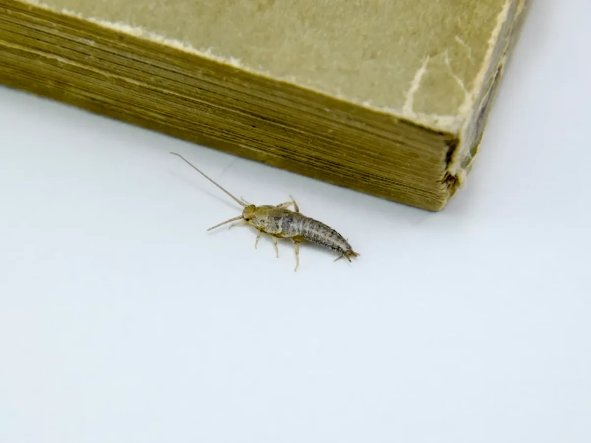 Insectă Foto: Profimedia (imagine cu rol ilustrativ)