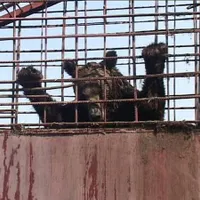 Torționarul urșilor din Arad chinuie bietele animale de 29 de ani în cuști de câțiva metri pătrați Foto: millionsoffriends.org