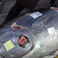 Cum e să fii japonez şi să scoţi la licitaţie un ton roşu imens, de 212 kilograme. Care e preţul - Foto. captură YouTube