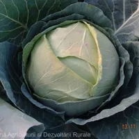 Cercetători români au reușit să „reînvie” un soi de varză dispărut de 100 de ani. Medaliați cu aur - Foto: MADR