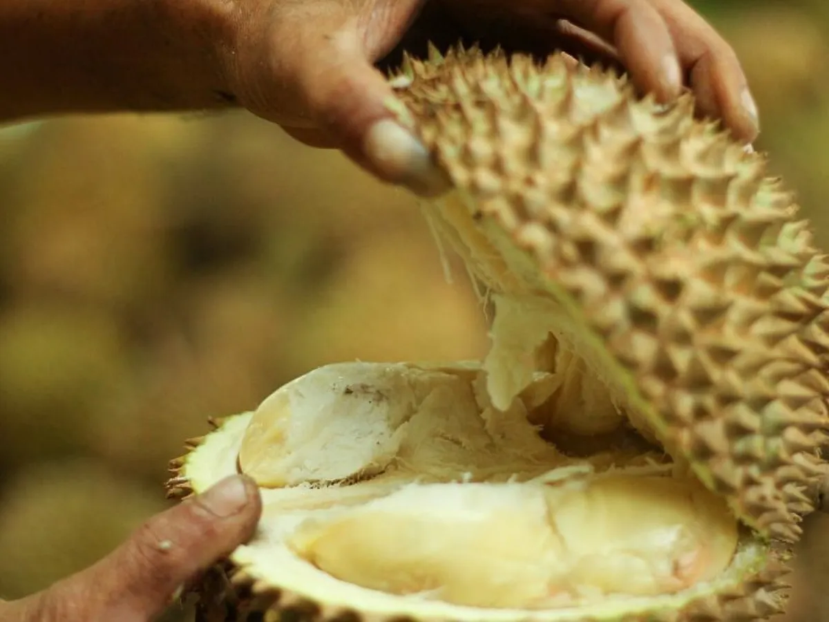Fruct Durian desfăcut - Foto: Getty (rol ilustrativ)