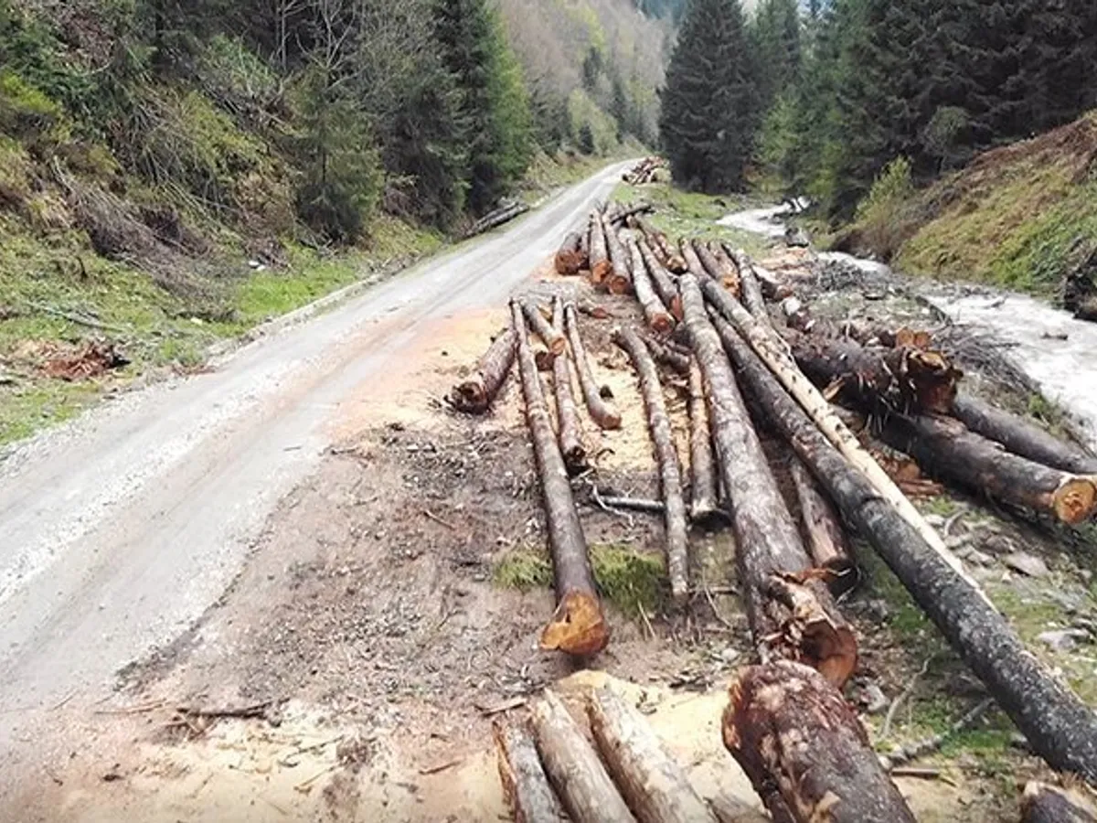 România a restituit peste 3 milioane  de hectare de pădure foștilor proprietari  deposedați de comuniști