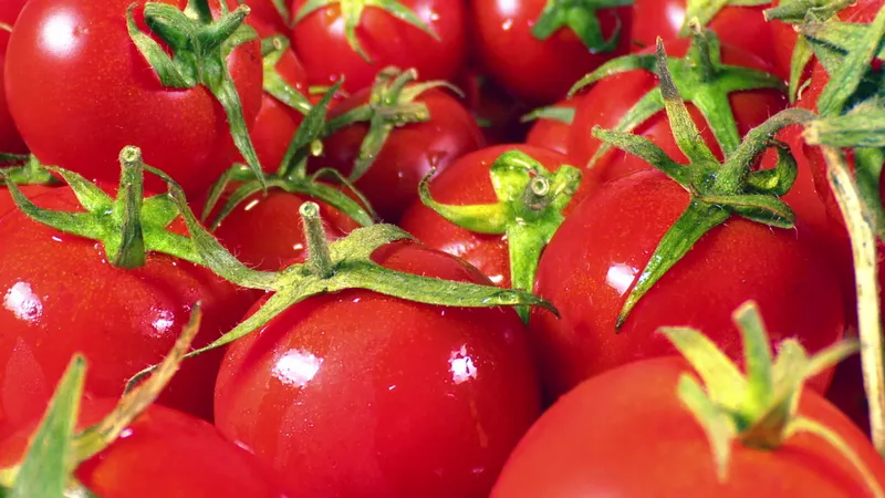 „pilula de tomate”/Foto: depositphoto