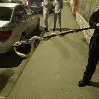 Musafirul nepoftit din mașina unei femei. S-a trezit cu el, stând „relaxat” pe volan - Foto: ISU / imagine rol ilustrativ