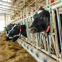 Ajutorul de stat în sectorul creşterii animalelor în 2022: 96 de milioane de lei/foto: centana