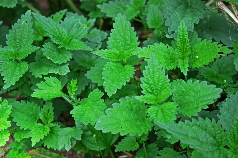 Urzici - Foto: Freepik (Imagine cu rol ilustrativ)