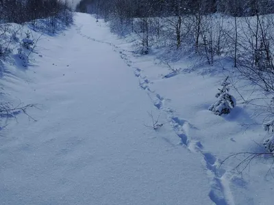 Salvamont Suceava Foto: Facebook