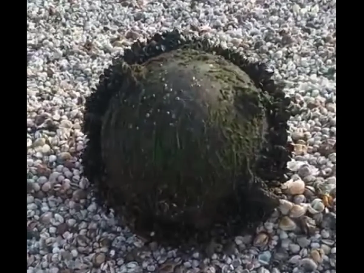 Alertă pe litoral. Mină marină descoperită lângă poligonul Midia, la două zile după descoperirea unei drone