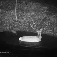 Animal surprins la scăldat în Parcul Național Piatra Craiului - Foto: Facebook