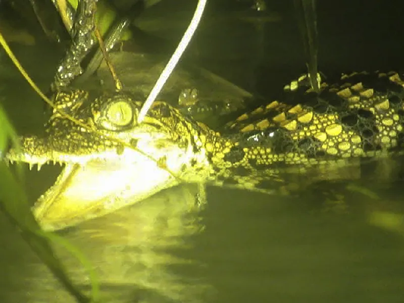 Opt pui de crocodil siamez, specie în pericol de dispariţie, găsiți în Srepok Wildlife Sanctuary. / Foto: news.cgtn.com