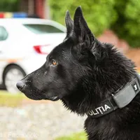 Bond a prins un hoț la Moardăş, în Sibiu. Nu agentul „007”, ci un câine polițist special antrenat. / Foto: agerpres.ro