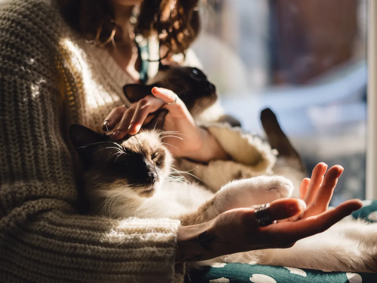 Pisici Foto: Freepik (imagine cu rol ilustrativ)