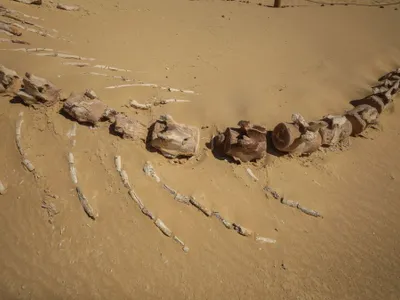 Fosila unei balene este vizibilă la Wadi El-Hitan (Valea Balenelor), în Sahara, Egipt - Foto: Profimedia Images