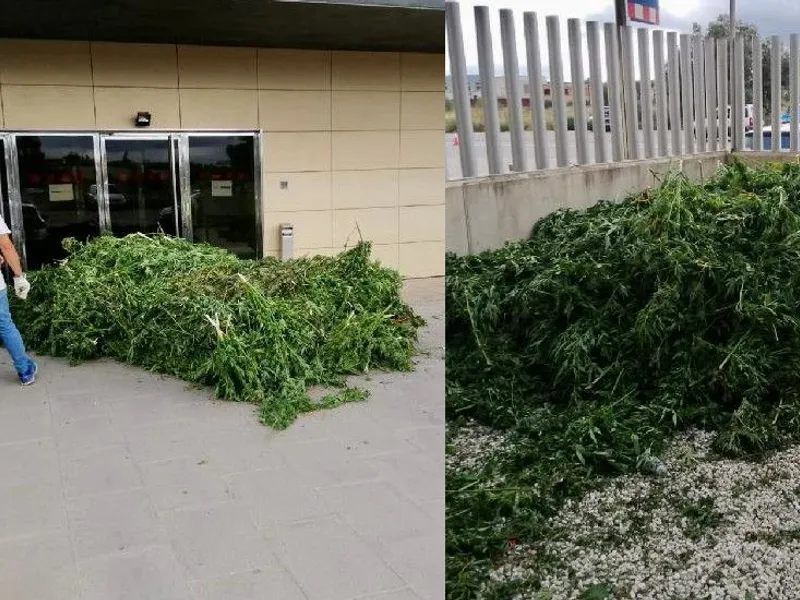 3.000 de plate de cannabis, aruncate în fața secției. Polițiștii, supărați că au făcut pe grădinarii. / Foto: lindependant.fr