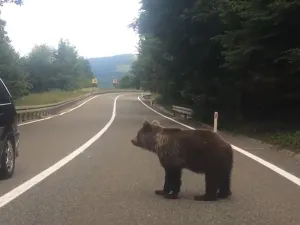 Guvernul majorează amenzile pentru hrănirea urșilor/Foto: captură video