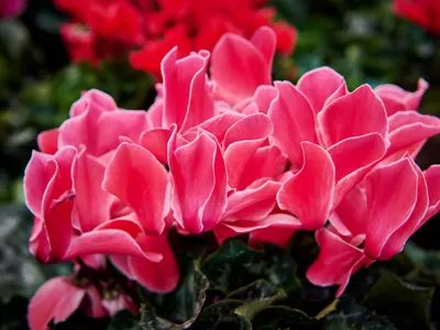 Ciclamen Foto: Pexels (imagine cu rol ilustrativ)