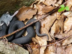 Vipera surprinsă de cei doi ingineri silvici - Foto: Facebook/Romsilva - Direcția Silvică Hunedoara