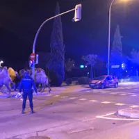 FOTO Opt cămile şi o lamă, în libertate pe străzile Madridului după ce au evadat de la un circ / agerpres