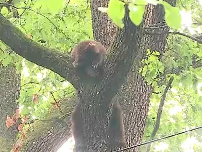 Un pui de urs somnoros a pus pe jar polițiștii după ce a adormit într-un copac, în Târgu Mureș - Foto: Captura de ecran