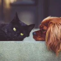Animale de companie Foto: Pixabay.com (Imagine cu rol ilustrativ)